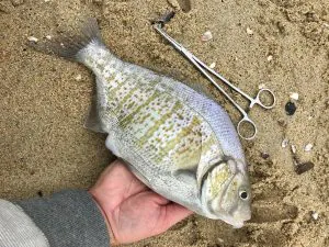 Podcast Quick Strike : Attrapez un tas de perches dans les vagues