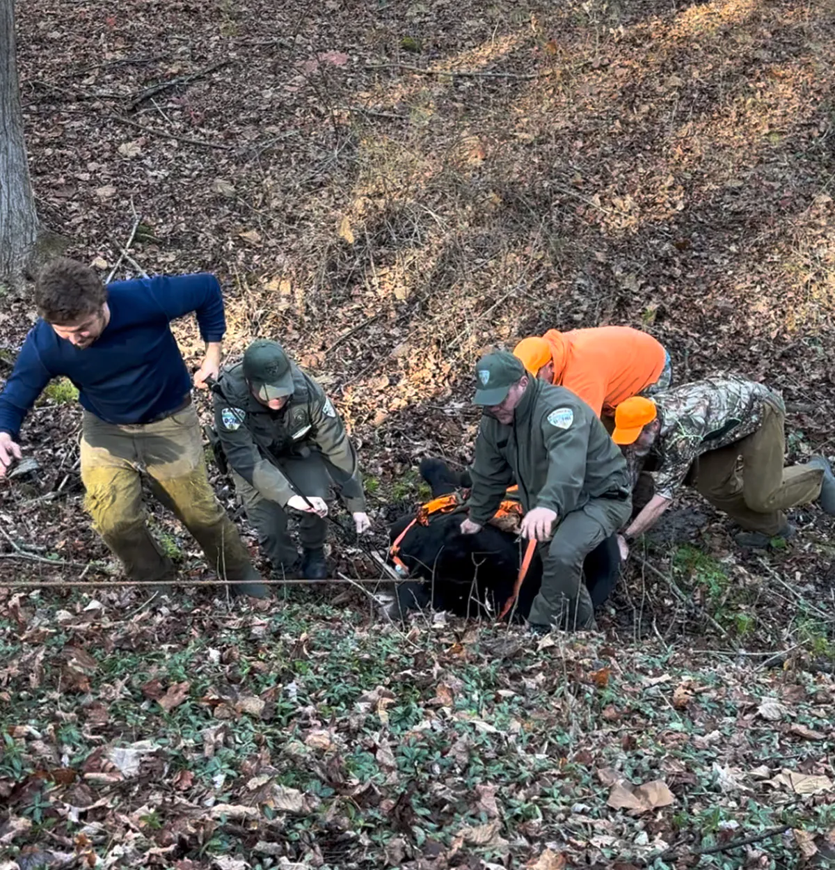 Un groupe de chasseurs sort un ours noir des bois.