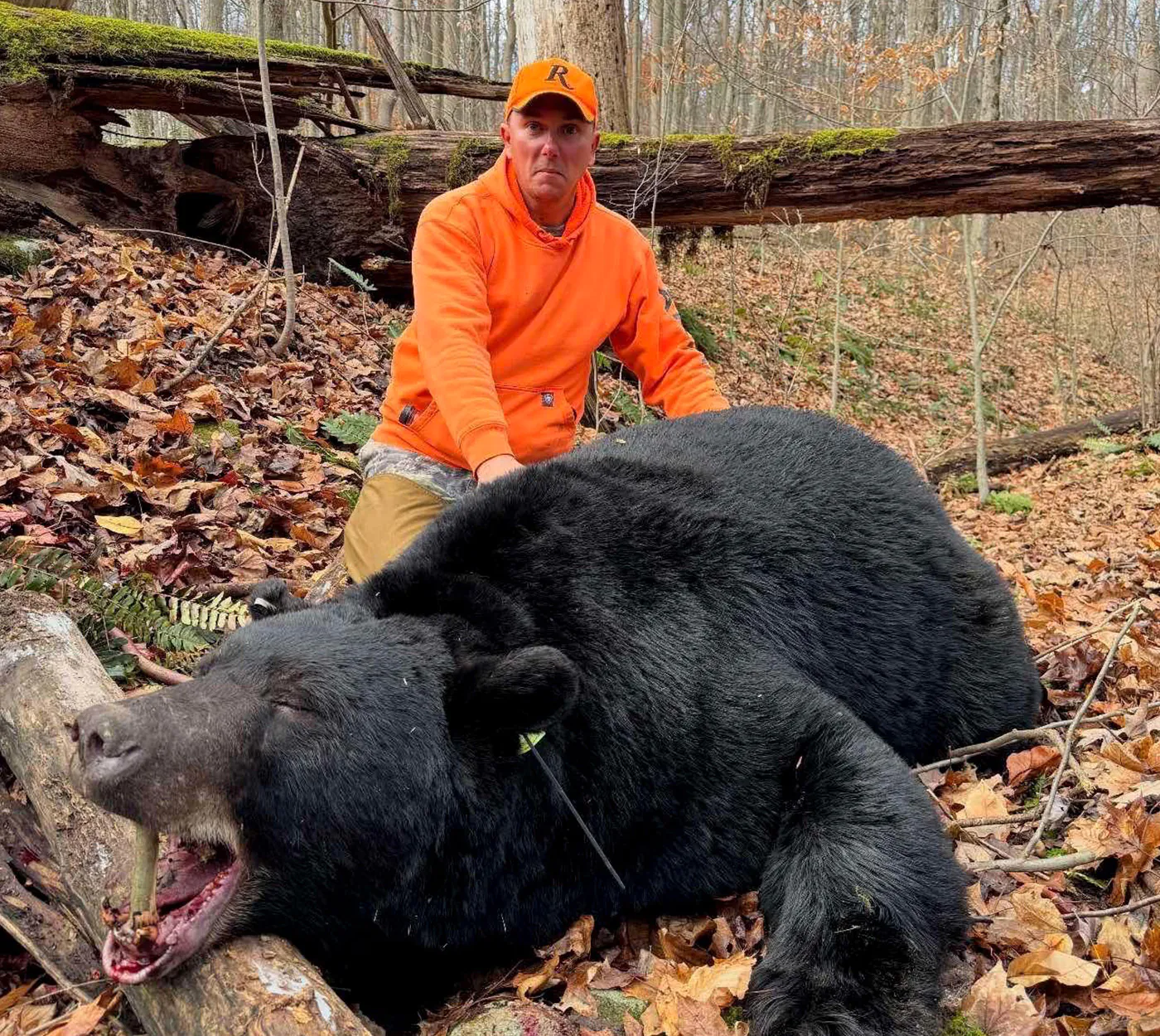 Un chasseur avec un gros ours noir de Pennsylvanie.
