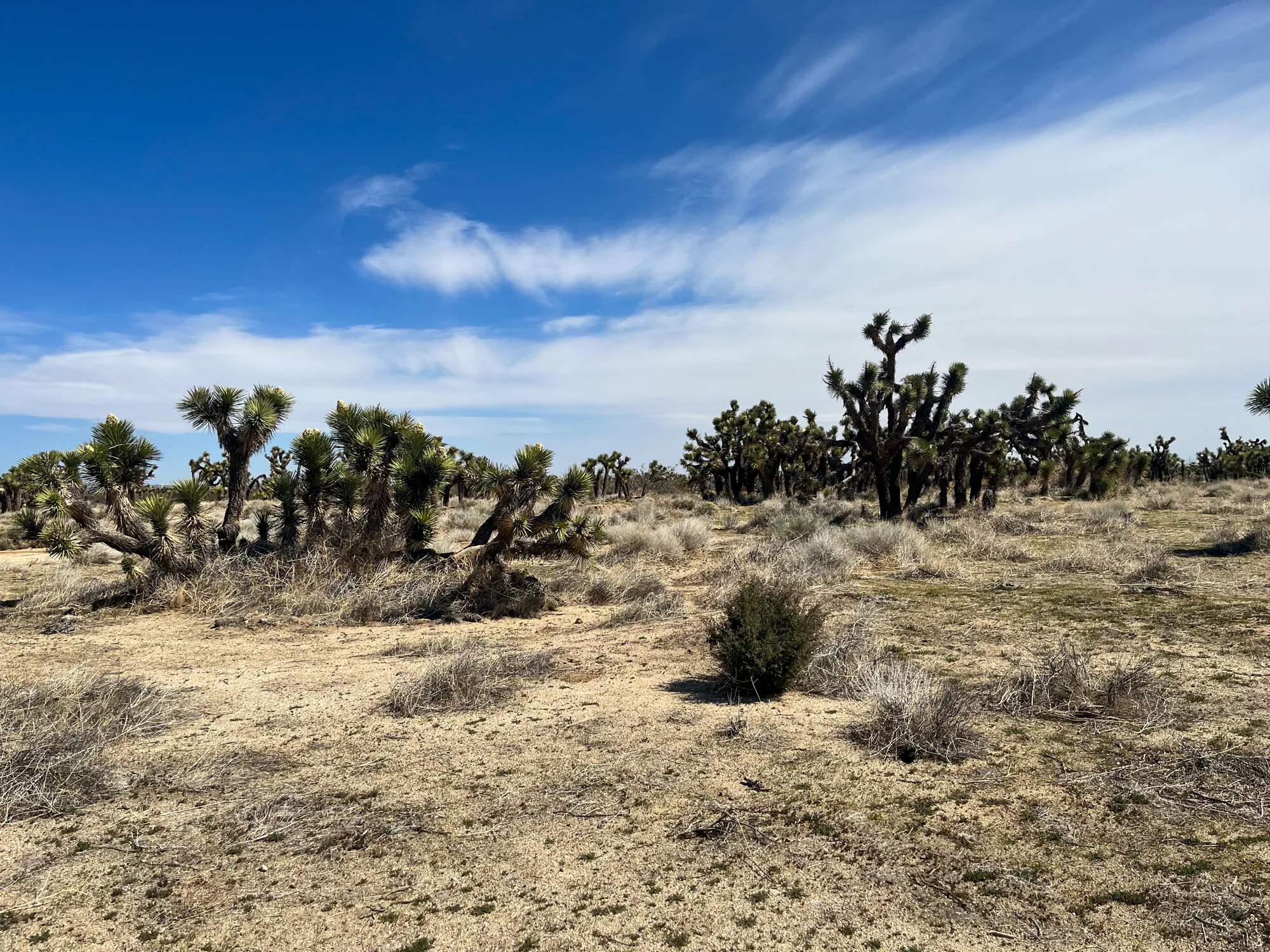 Joshua Trees près de l'endroit où des restes humains ont été découverts à l'extérieur de Los Angeles.