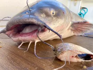 Podcast Quick Strike : Comment attraper le poisson-chat bleu trophée en hiver