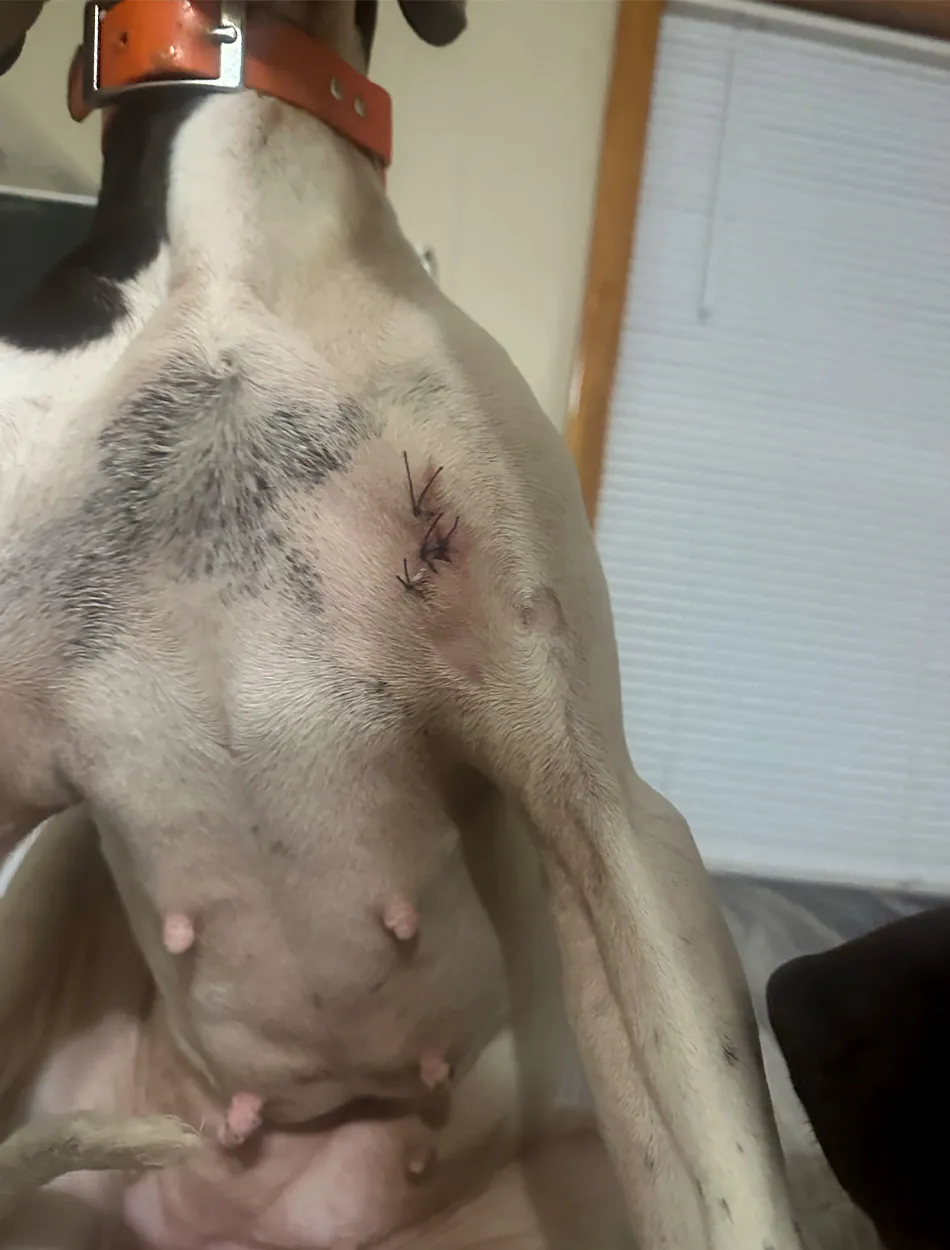 Un chien oiseau avec des points de suture à l'aisselle.