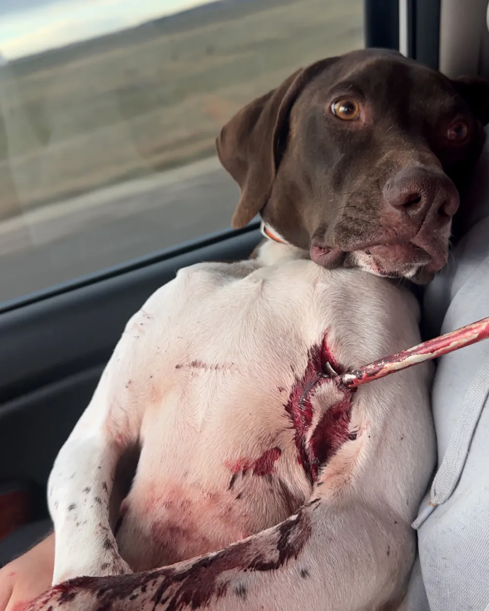 Un chien oiseau est assis sur un siège passager avec une flèche sous l’aisselle.