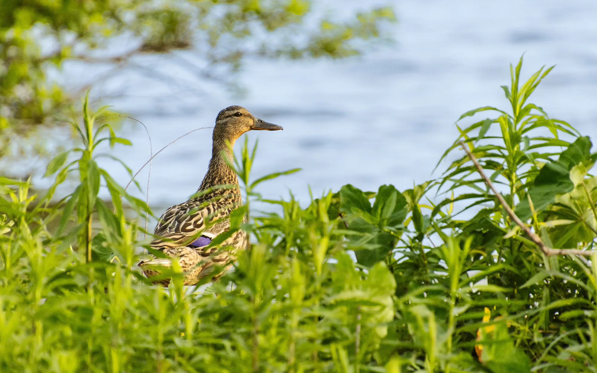 Une poule colvert près de l’eau.