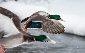 La génétique du canard colvert dans les élevages de gibier est un problème plus grave que ne le pensent les oiseaux aquatiques : seulement 2 % des têtes vertes de la voie de migration de l'Atlantique sont entièrement sauvages
