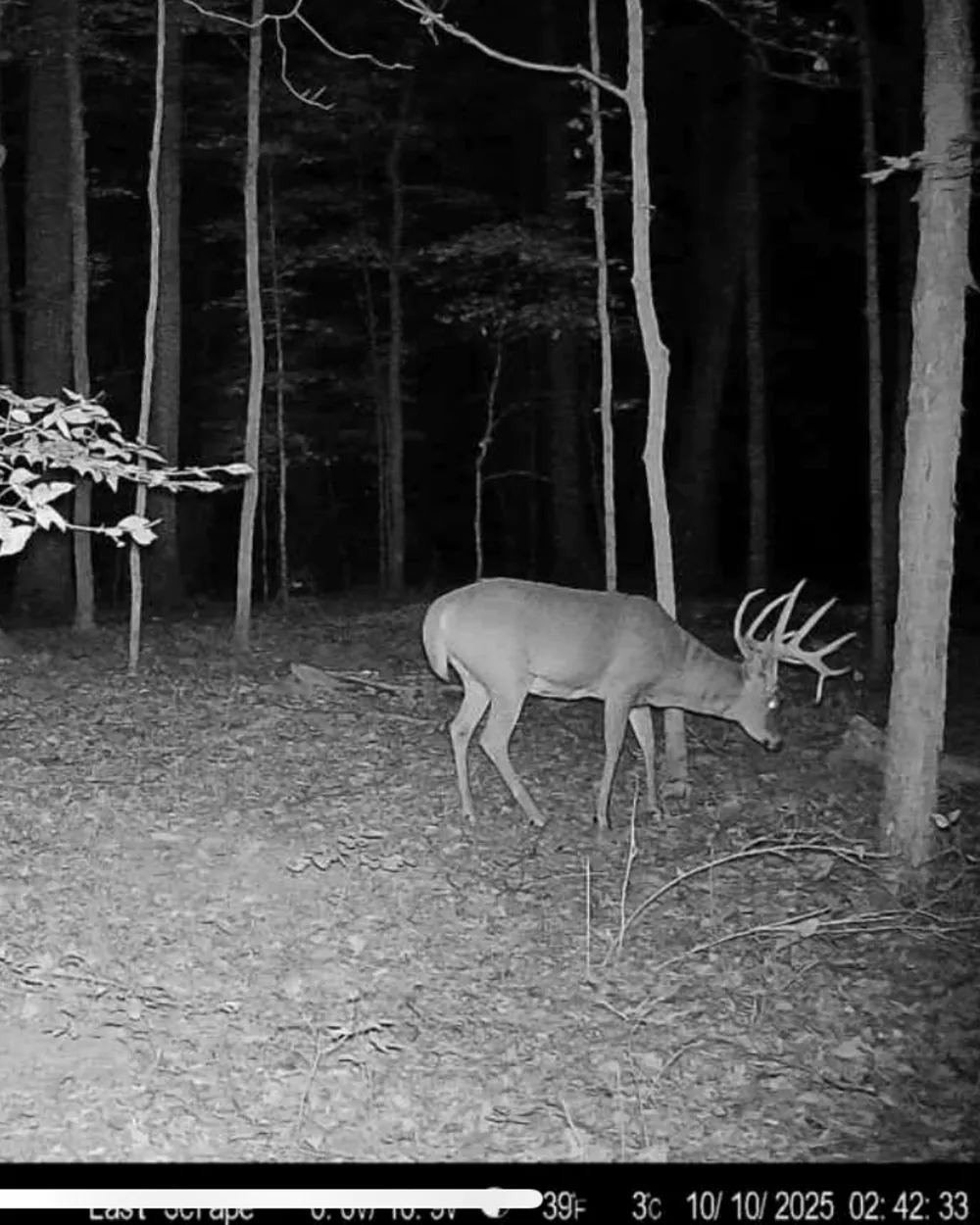 Une photo d'une caméra de chasse d'un cerf dans l'Indiana.