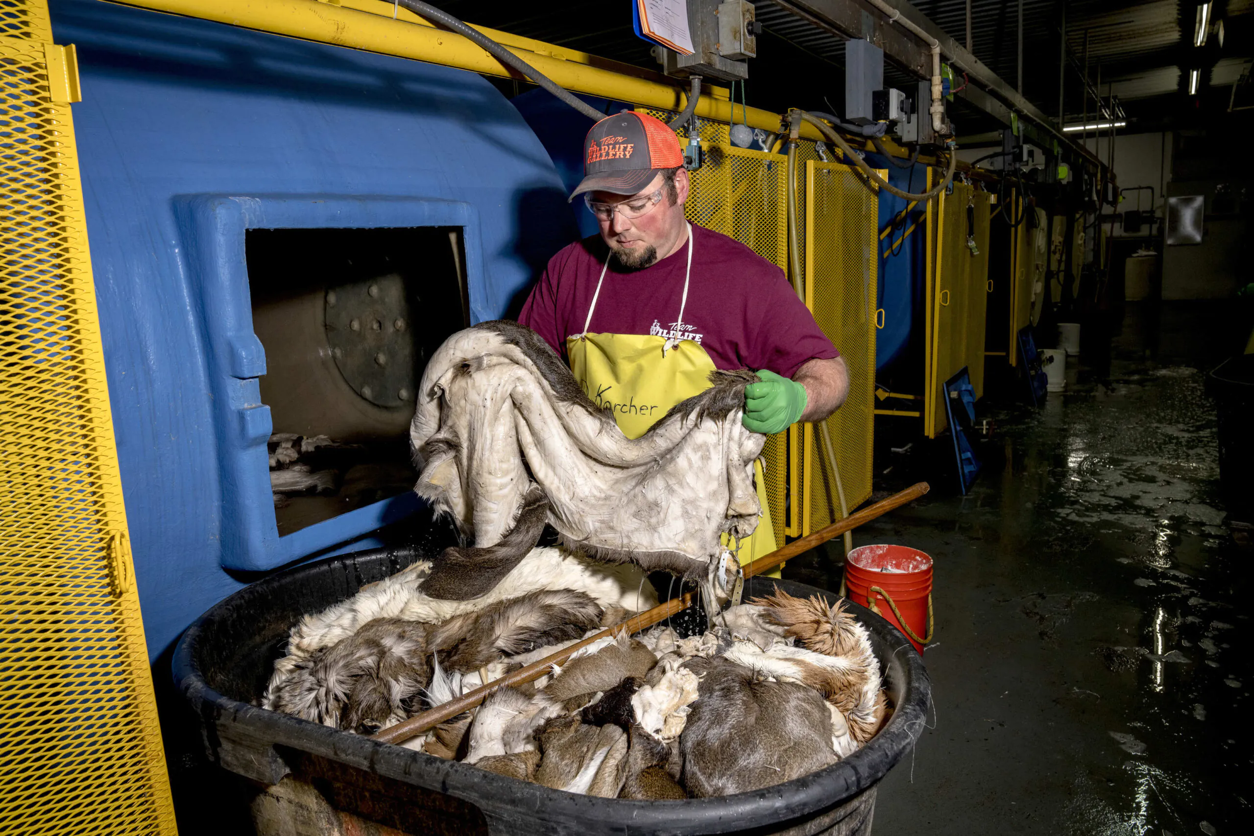 Un ouvrier de tannerie retire les peaux d'un tambour de décapage.