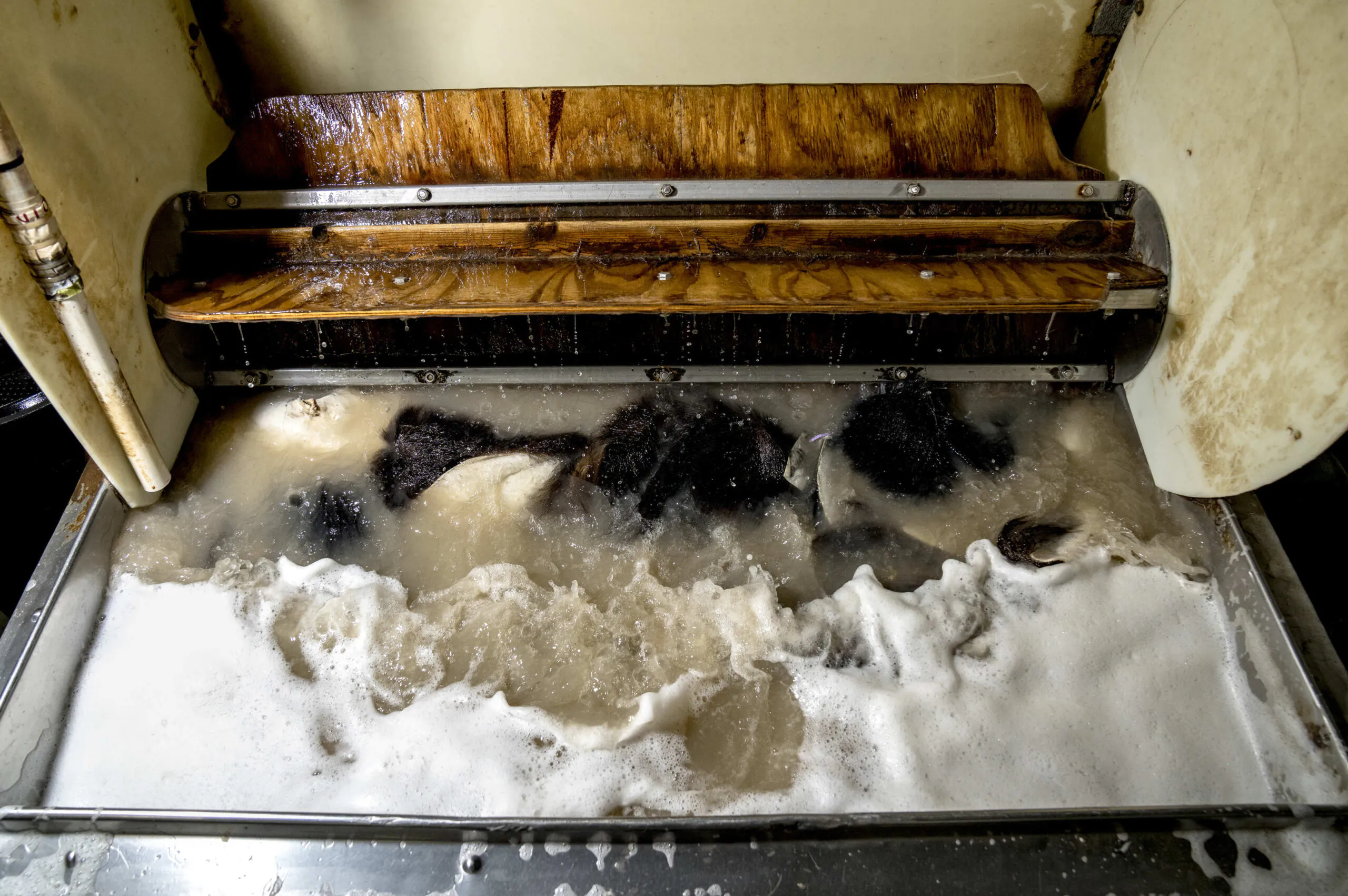 Des peaux d'ours sont lavées dans une tannerie.