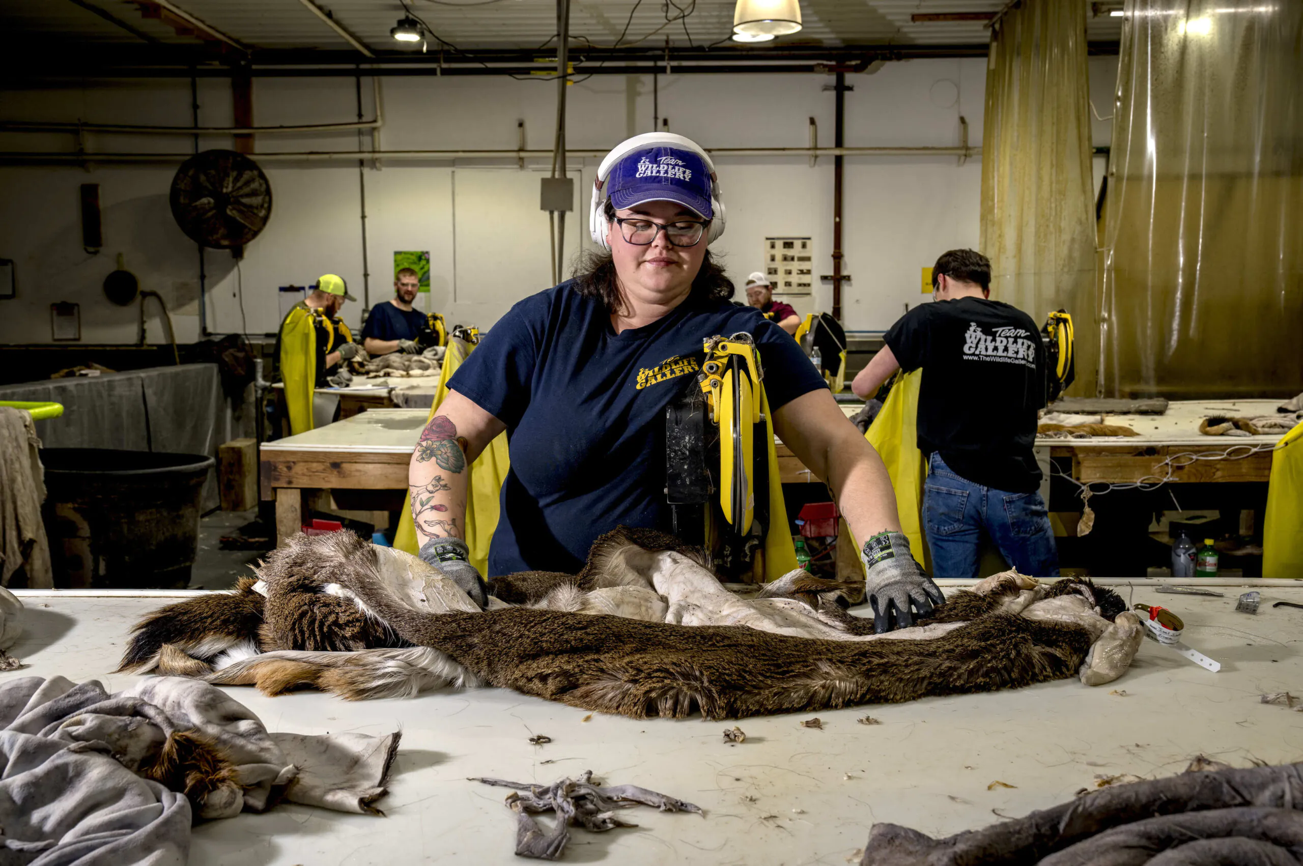 Un employé de tannerie enlève les tissus supplémentaires d'une peau.