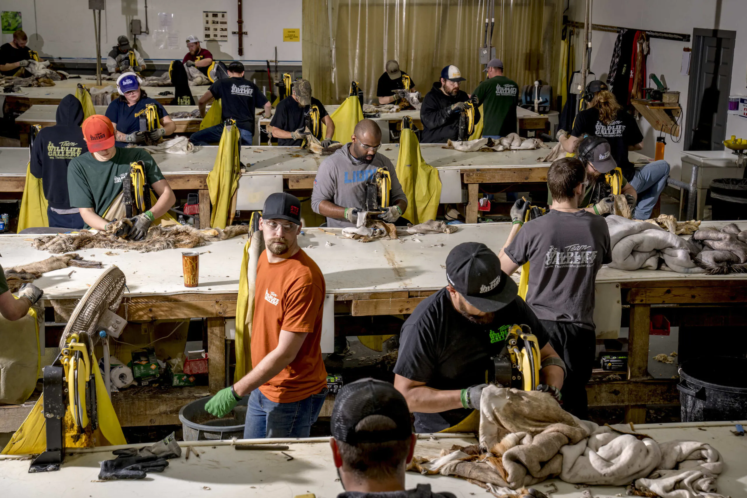 Les ouvriers des tanneries rasent les peaux dans le Michigan.