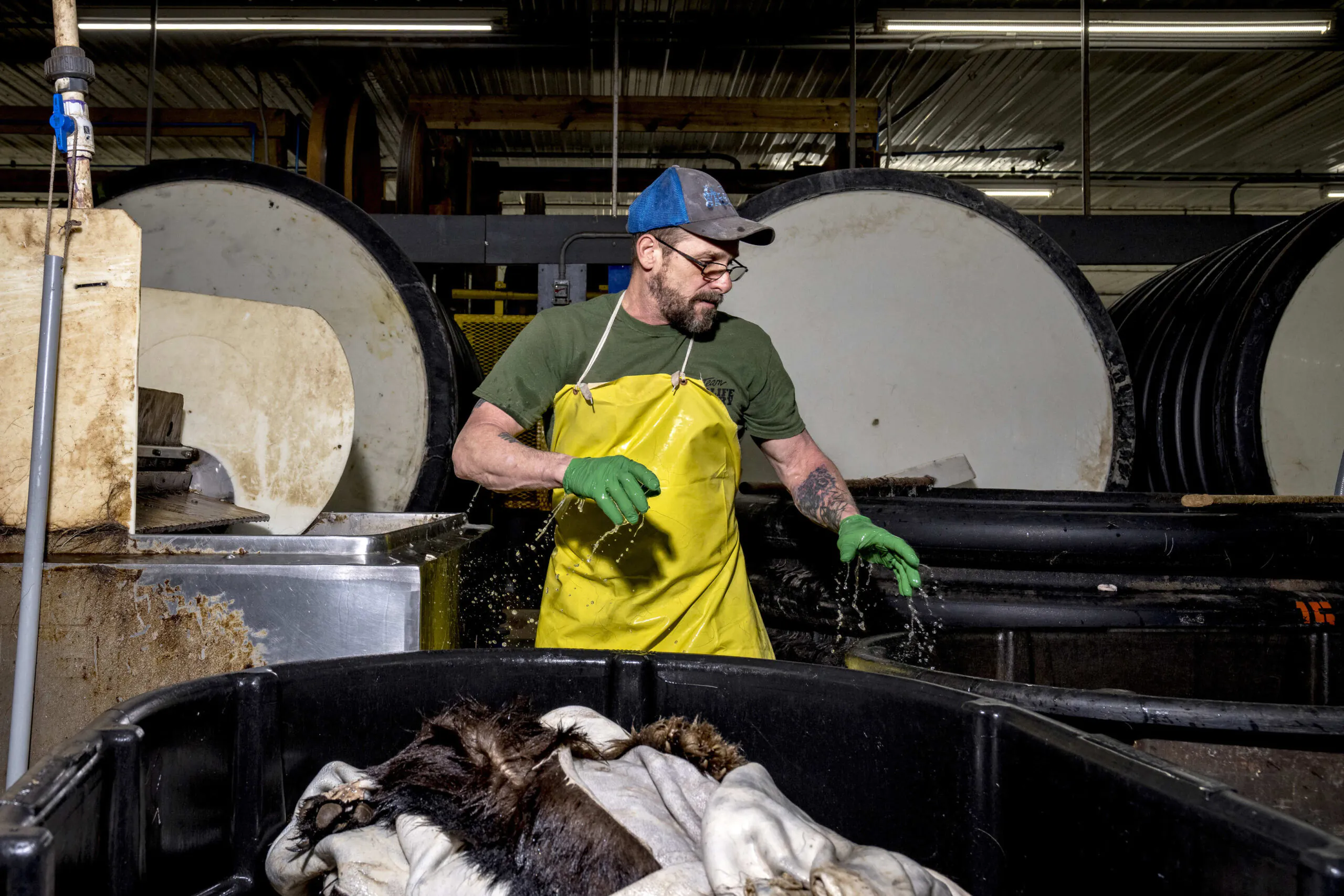 Un ouvrier de tannerie lave des peaux d'ours.