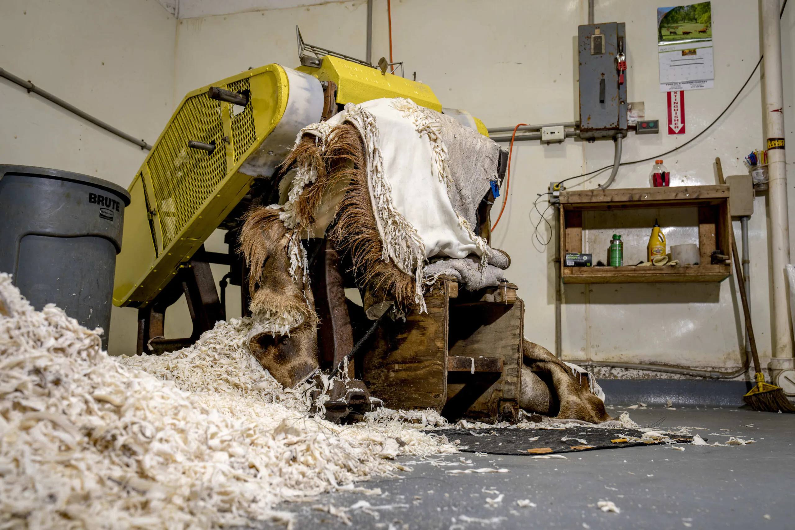 Une girafe se cache dans une tannerie.