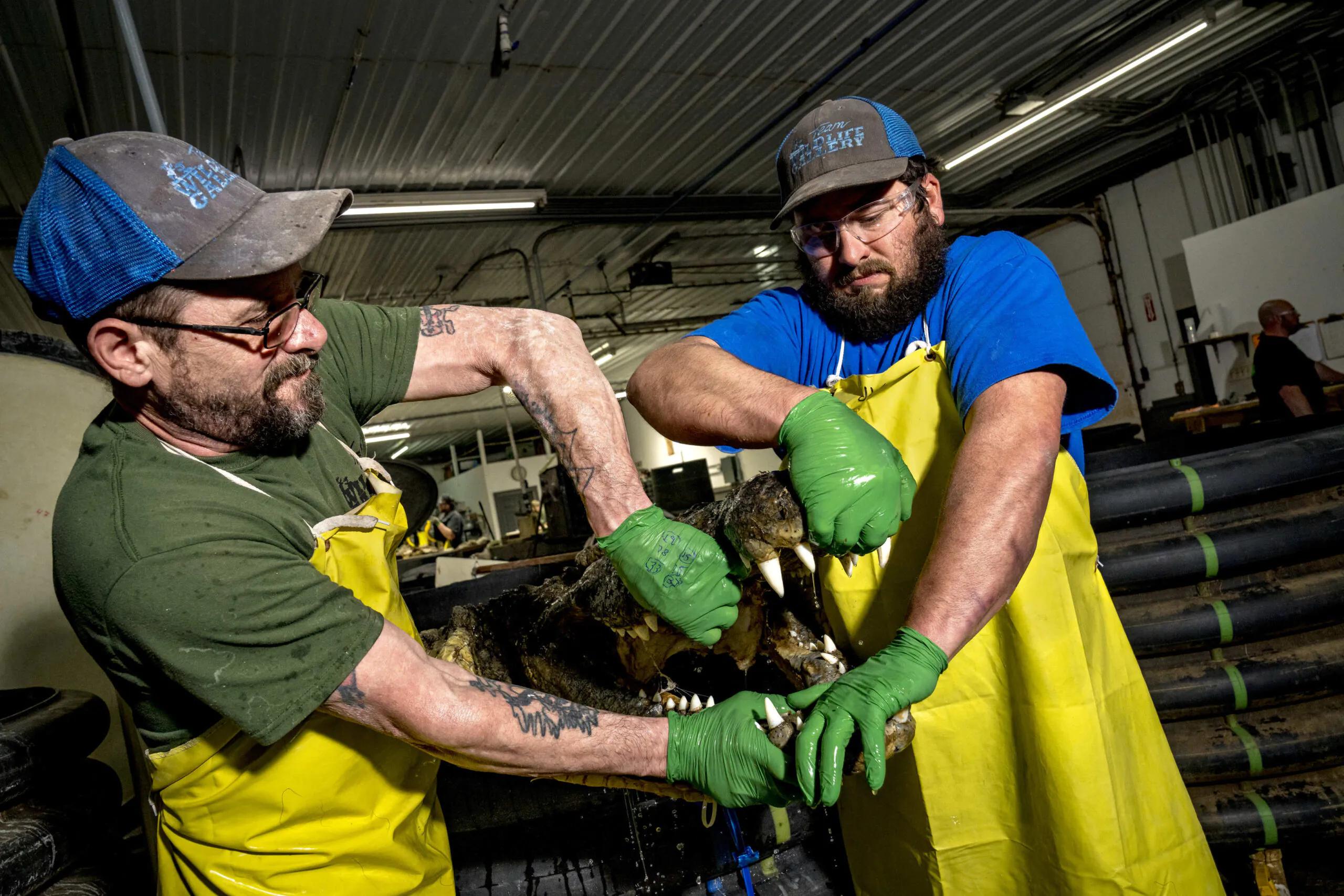 Deux employés d'une tannerie extraient un crocodile d'une solution de bronzage.