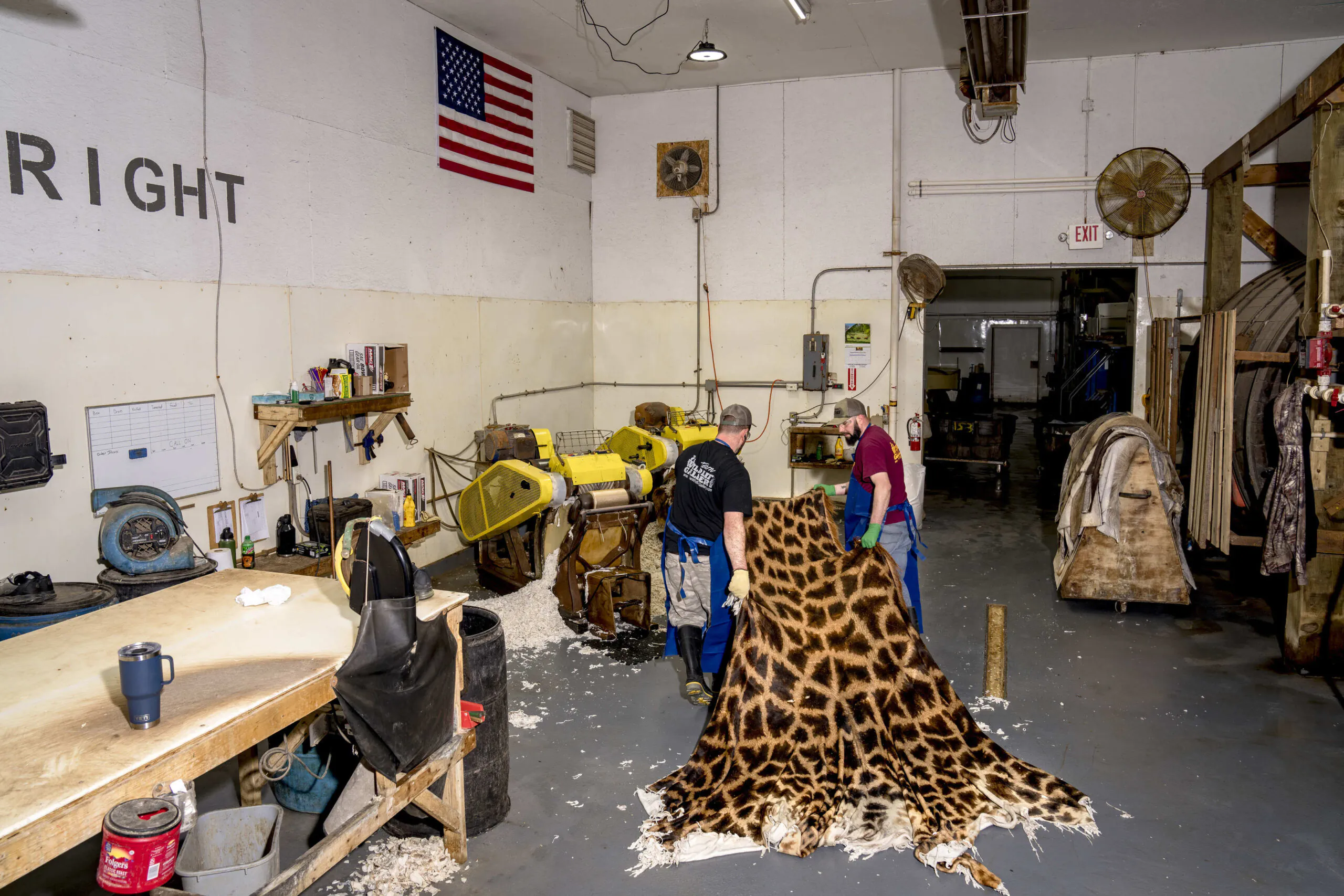 Deux employés lavent une peau de girafe dans une tannerie.