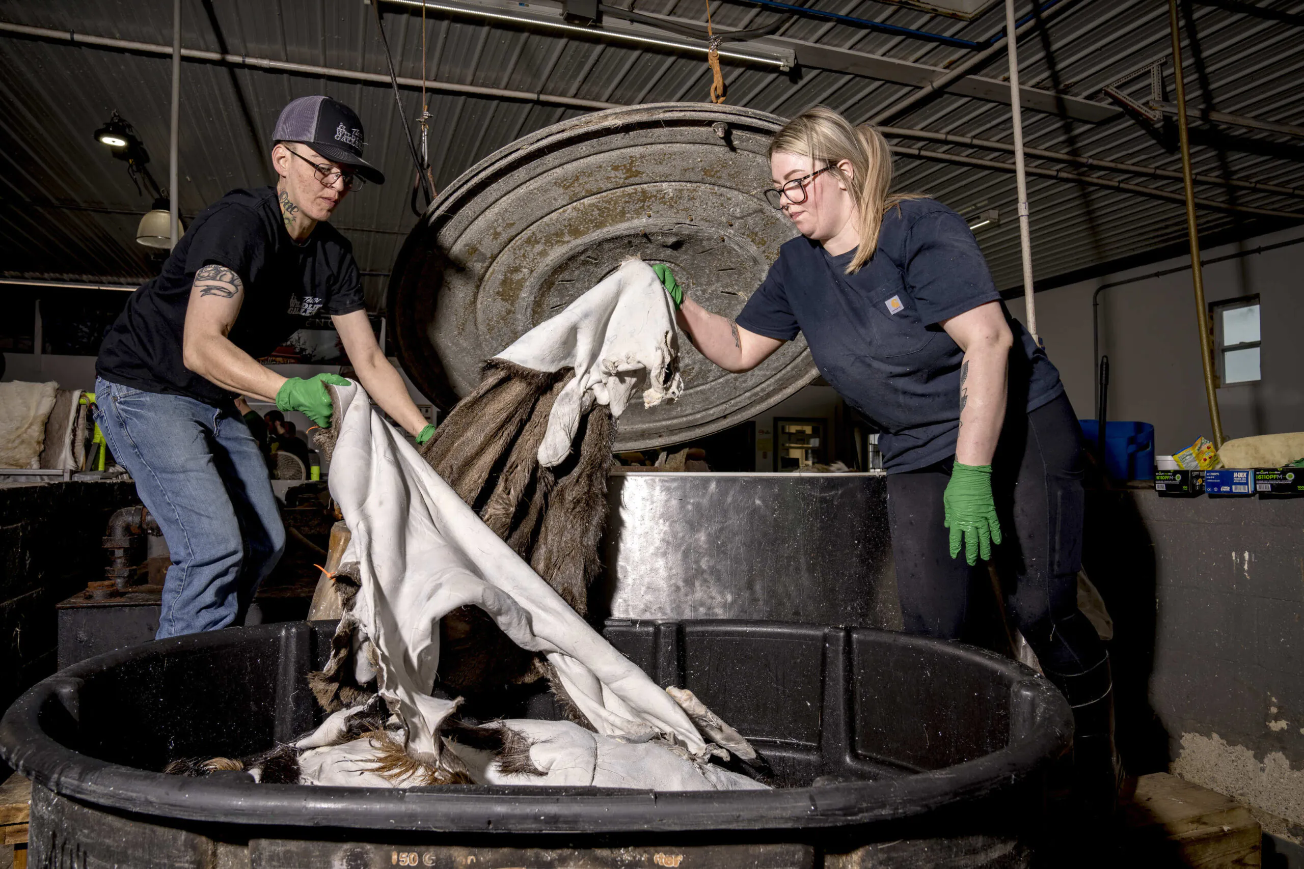 Les employés de la tannerie chargent les peaux dans un séchoir.