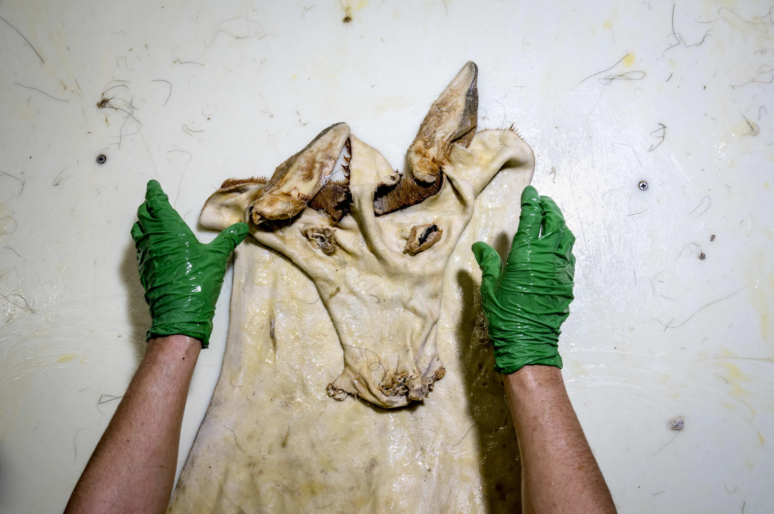 Huiler une peau dans une tannerie.