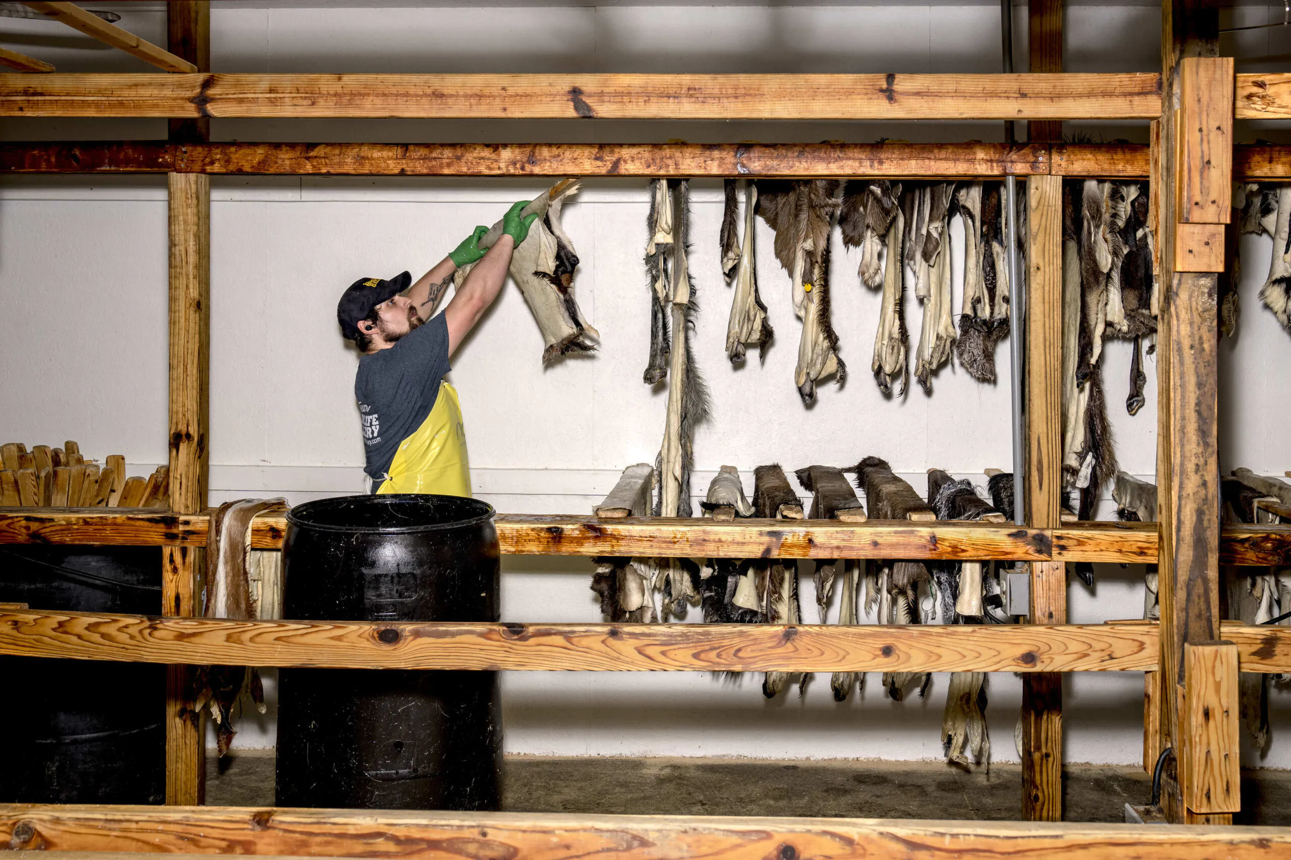 Suspendre des peaux huilées dans un séchoir dans une tannerie.