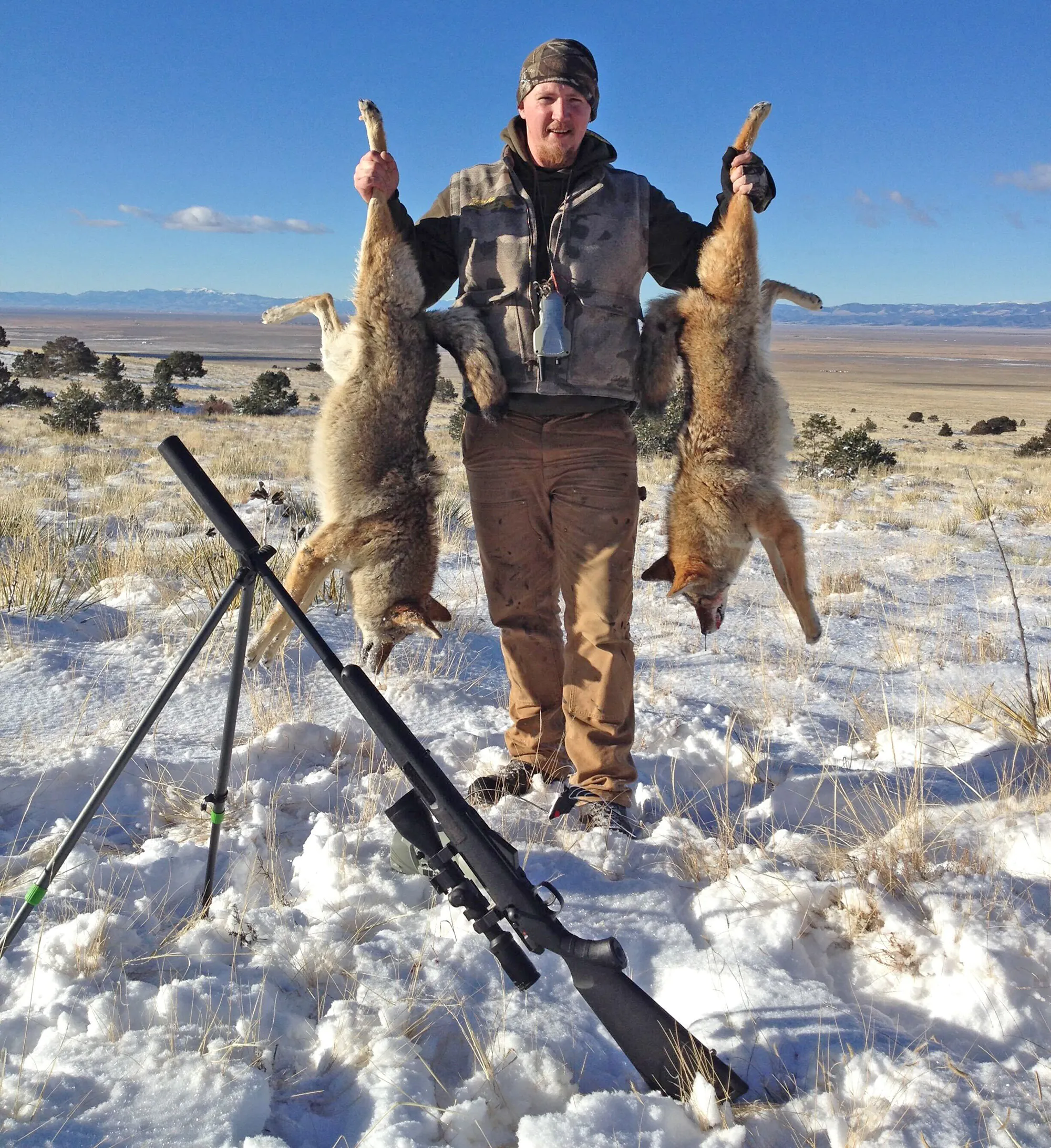 chasse au coyote