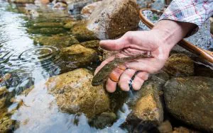 "Cela aurait des impacts sérieux et réels." Pourquoi le changement de règle de l'EPA sur la protection de l'eau serait un désastre pour les poissons et la faune