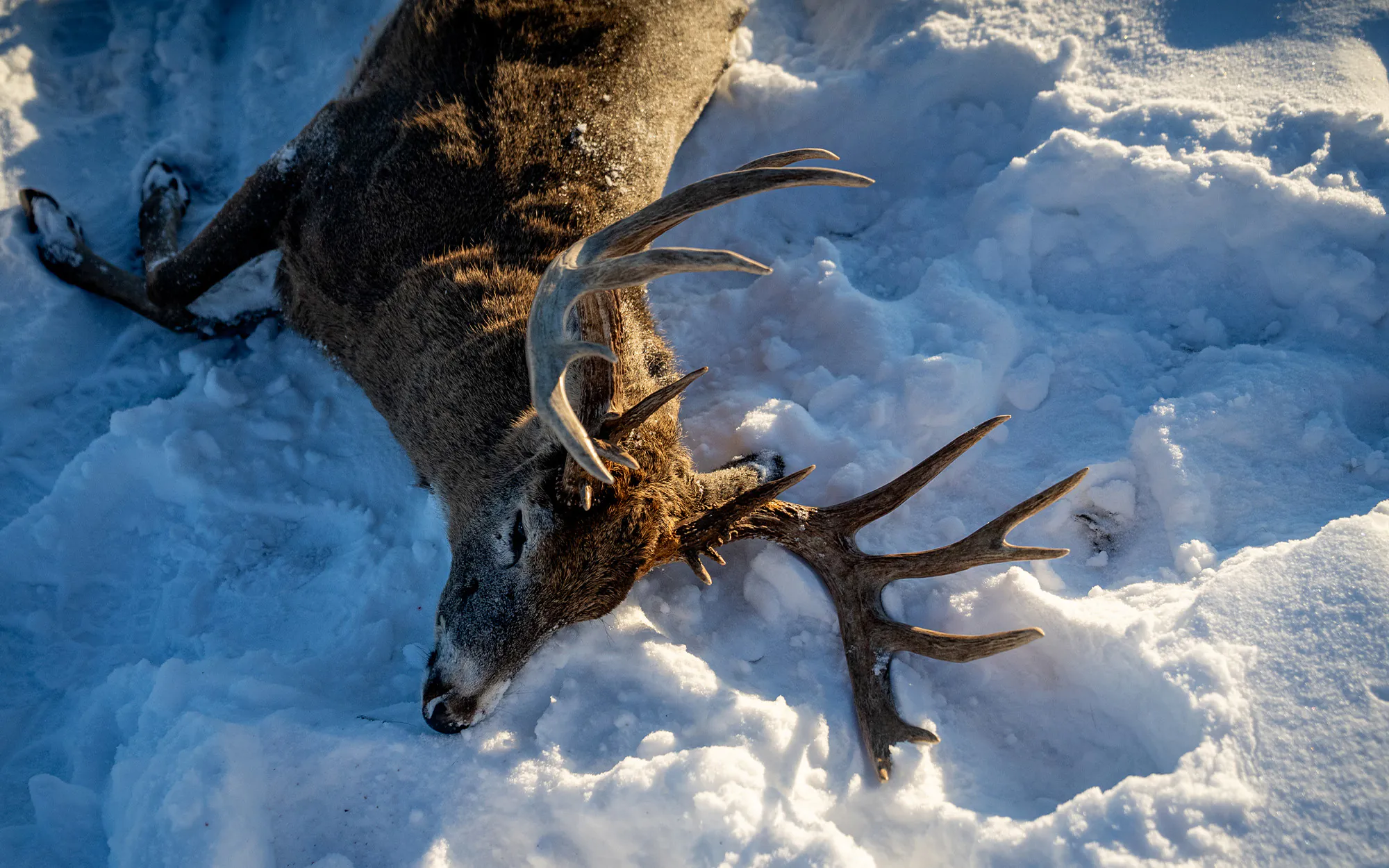 Un gros mâle du Wisconsin gît mort dans la neige.