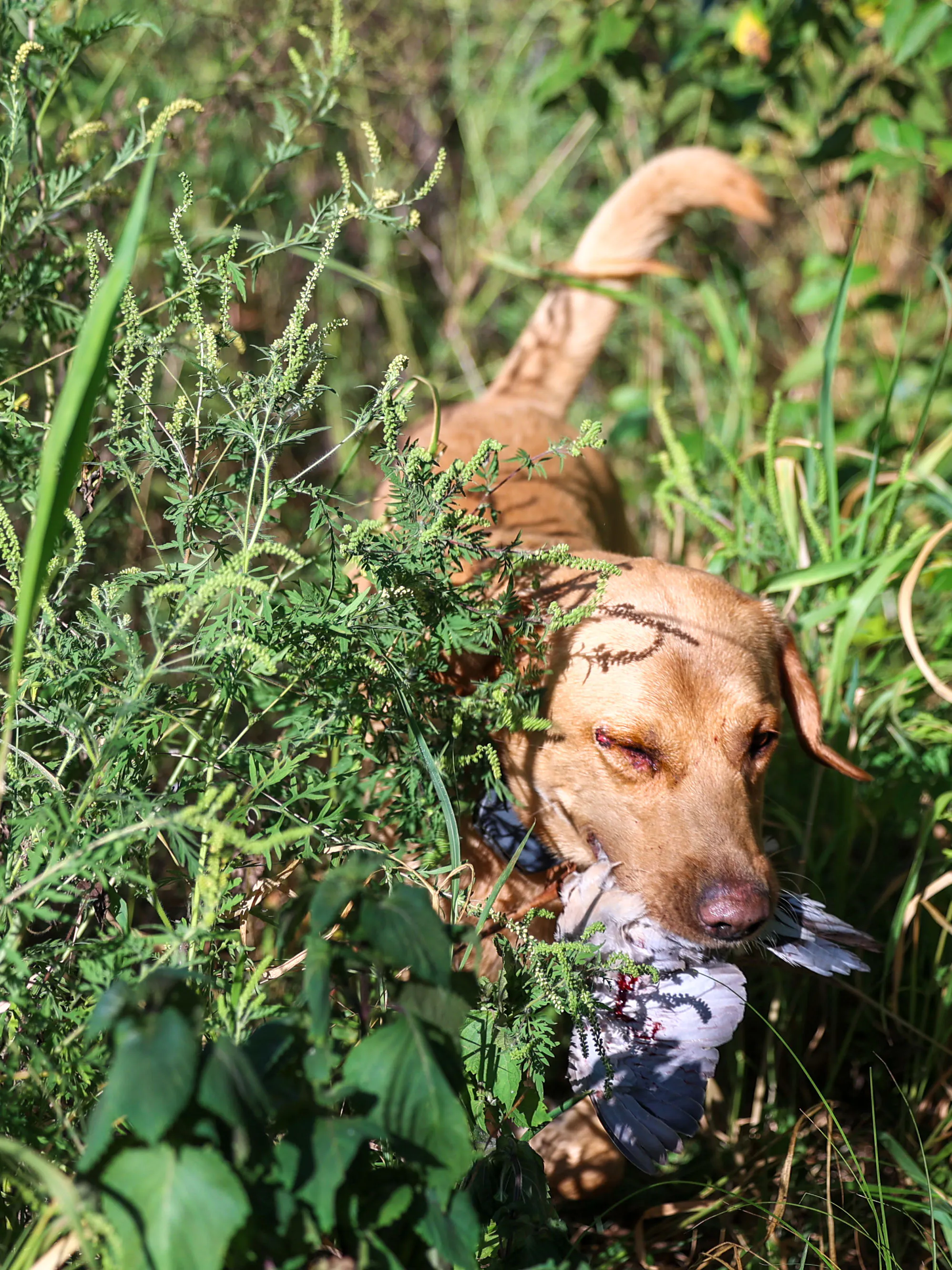 Un chien récupère une colombe dans une couverture épaisse.
