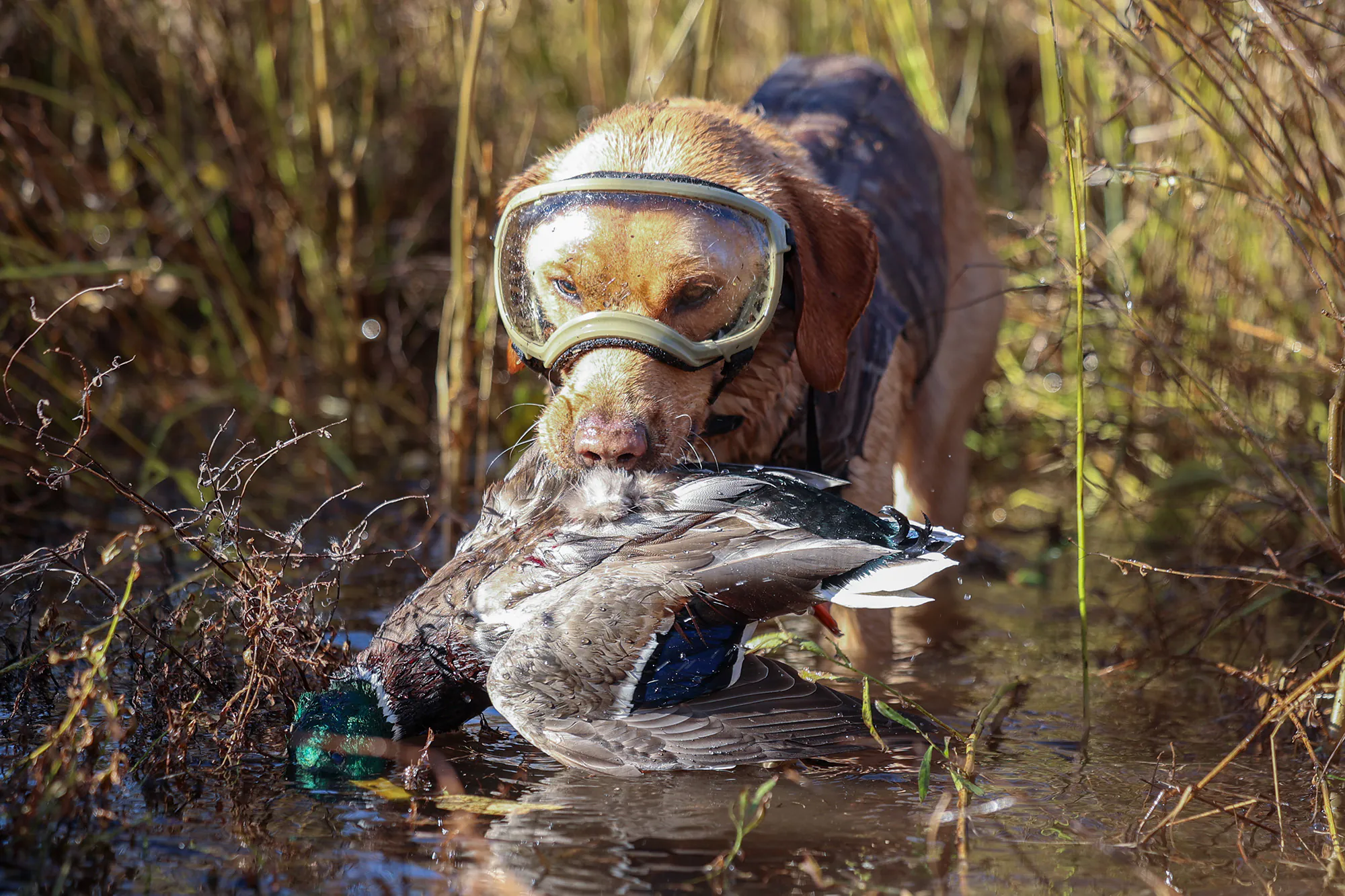 Un chien récupère une tête verte tout en portant des lunettes.