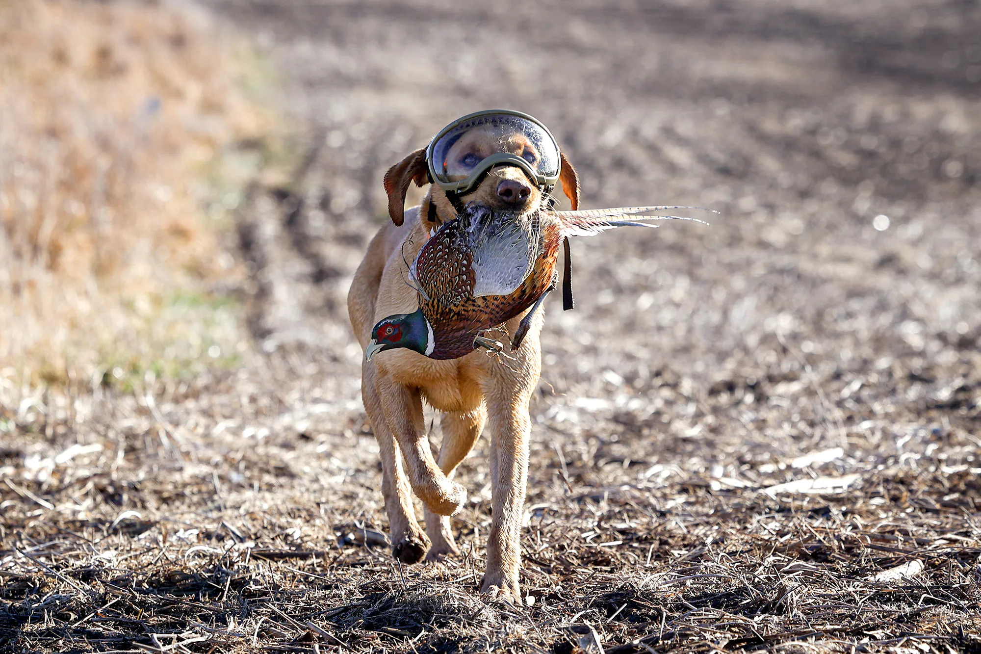 Un chien portant des lunettes récupère un coq.