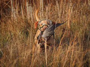 Après que mon chien oiseau ait été presque aveugle, cet équipement ridicule est la seule chose sans laquelle je ne chasserai jamais