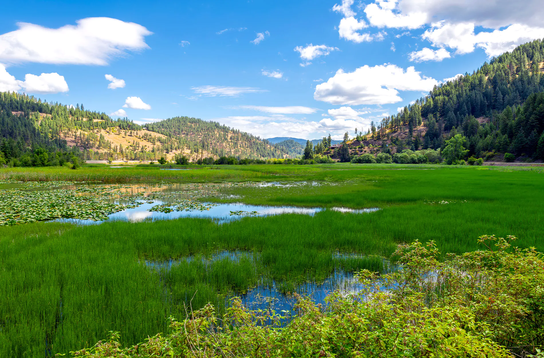 Une zone humide dans l’Idaho.