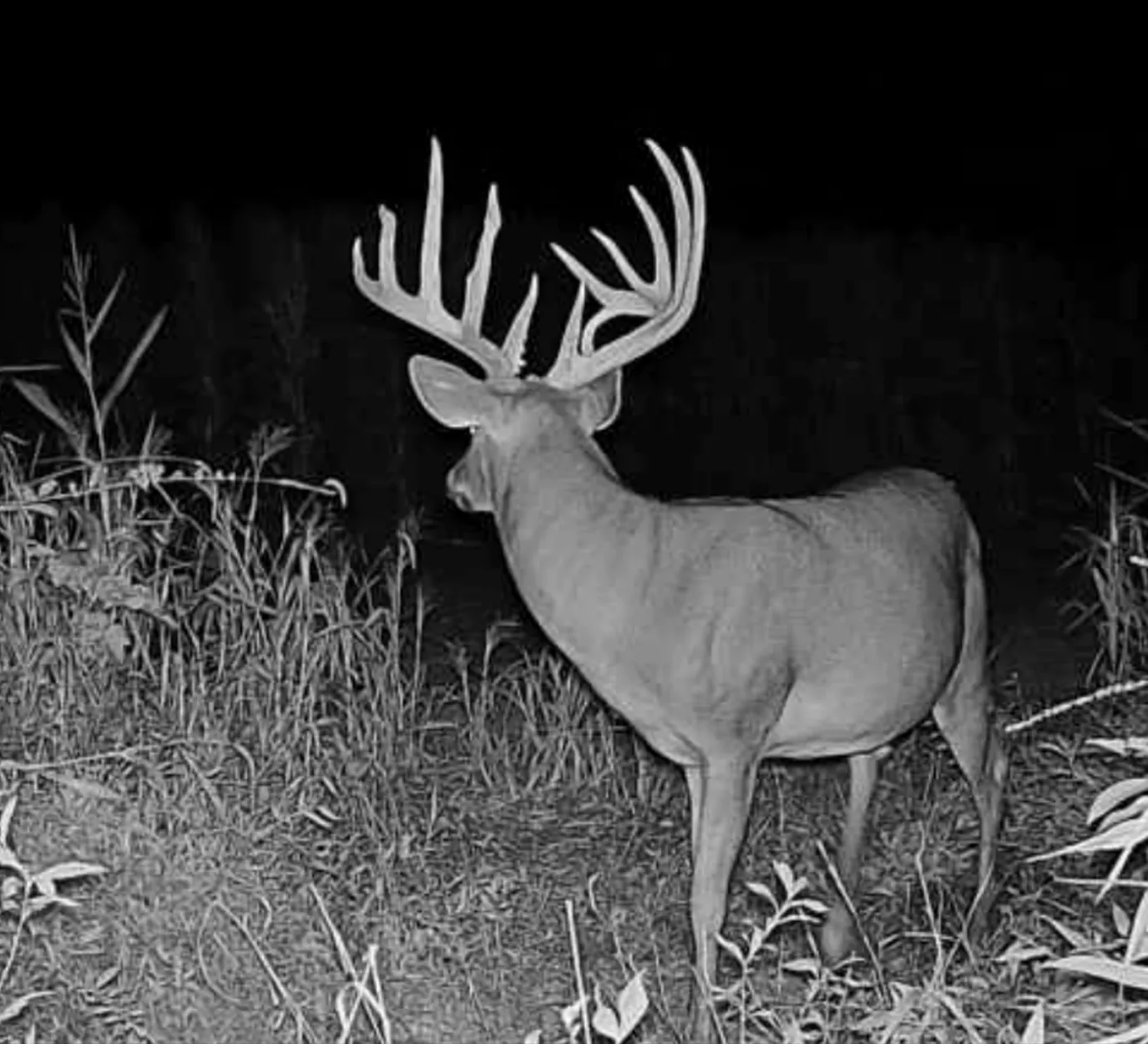 Un gros mâle de l'Indiana capturé par une caméra de chasse.