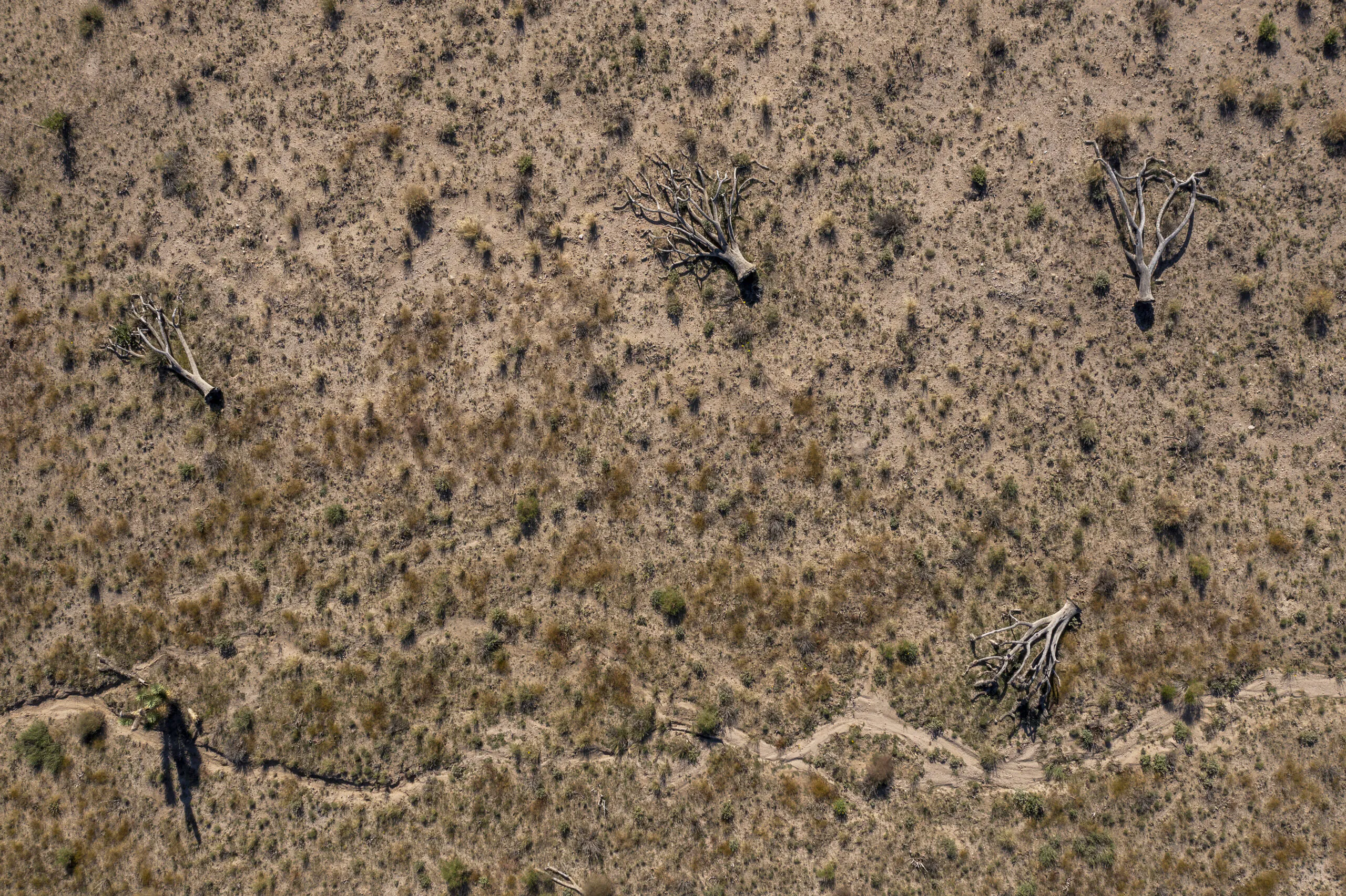 Arbres de Josué dans le désert à l'extérieur de Los Angeles