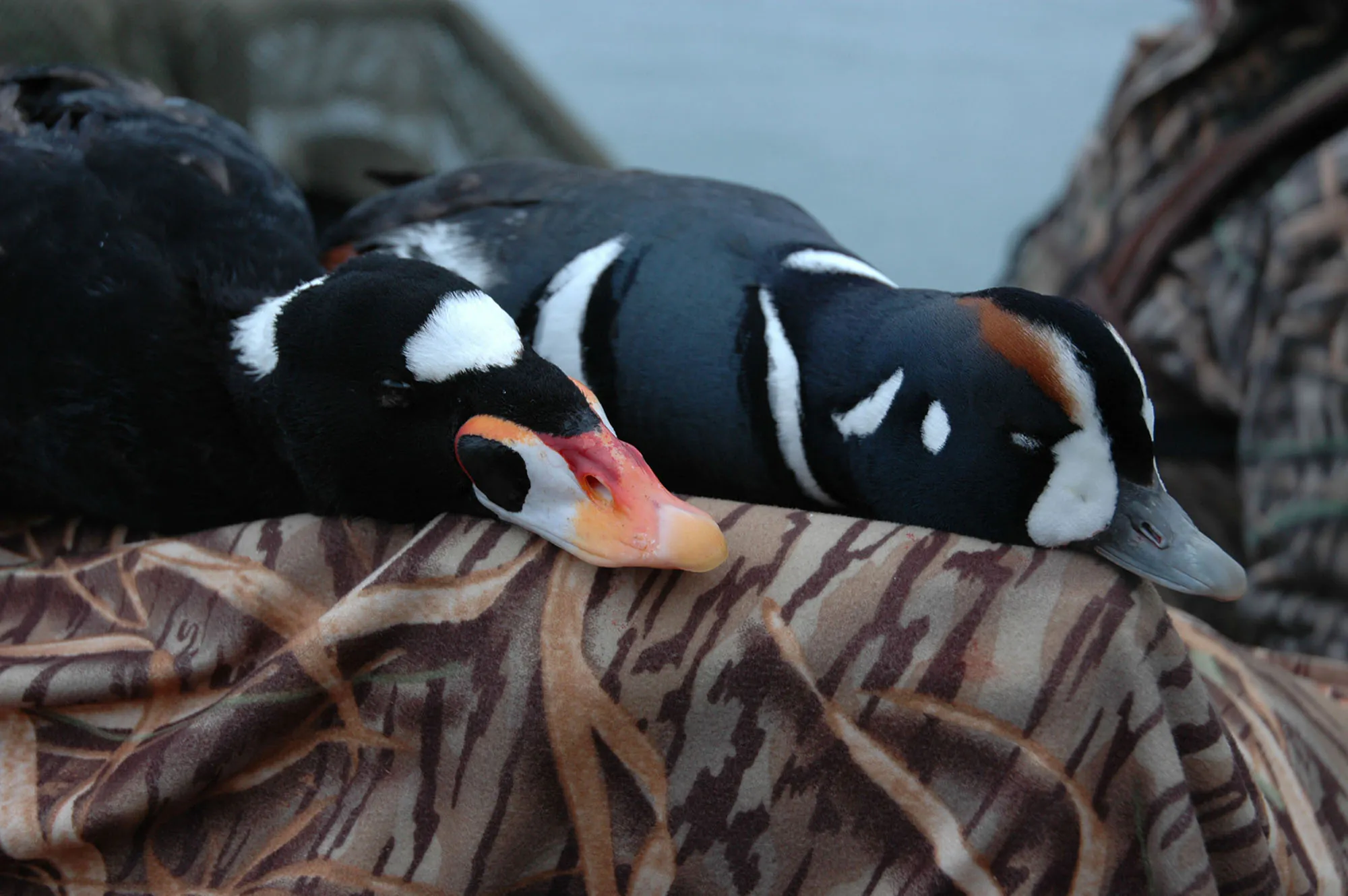 canards de mer 