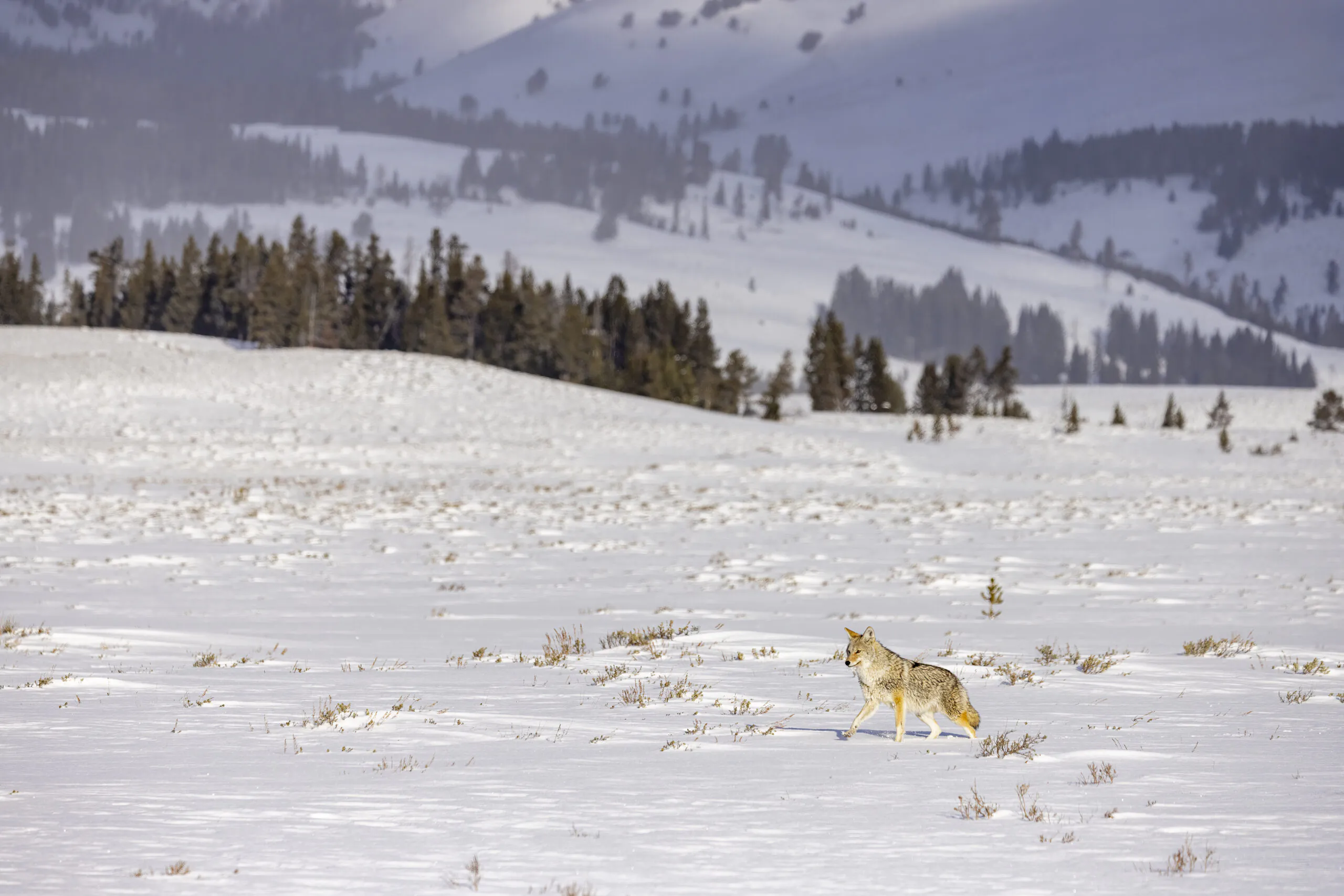 chasse au coyote
