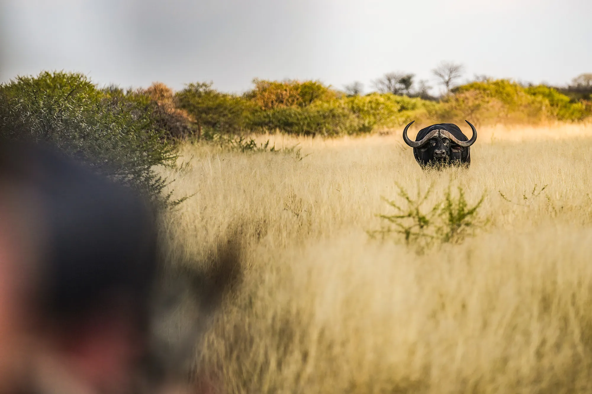 Un buffle du Cap chargeant un chasseur au premier plan.