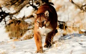 Le Colorado enquête sur une attaque présumée de pumas après qu'un randonneur ait été retrouvé mort le jour de l'An