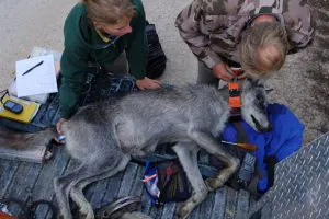 L'USFWS mettra fin au programme Wolf du Colorado à moins que l'État ne se conforme à cet ultimatum