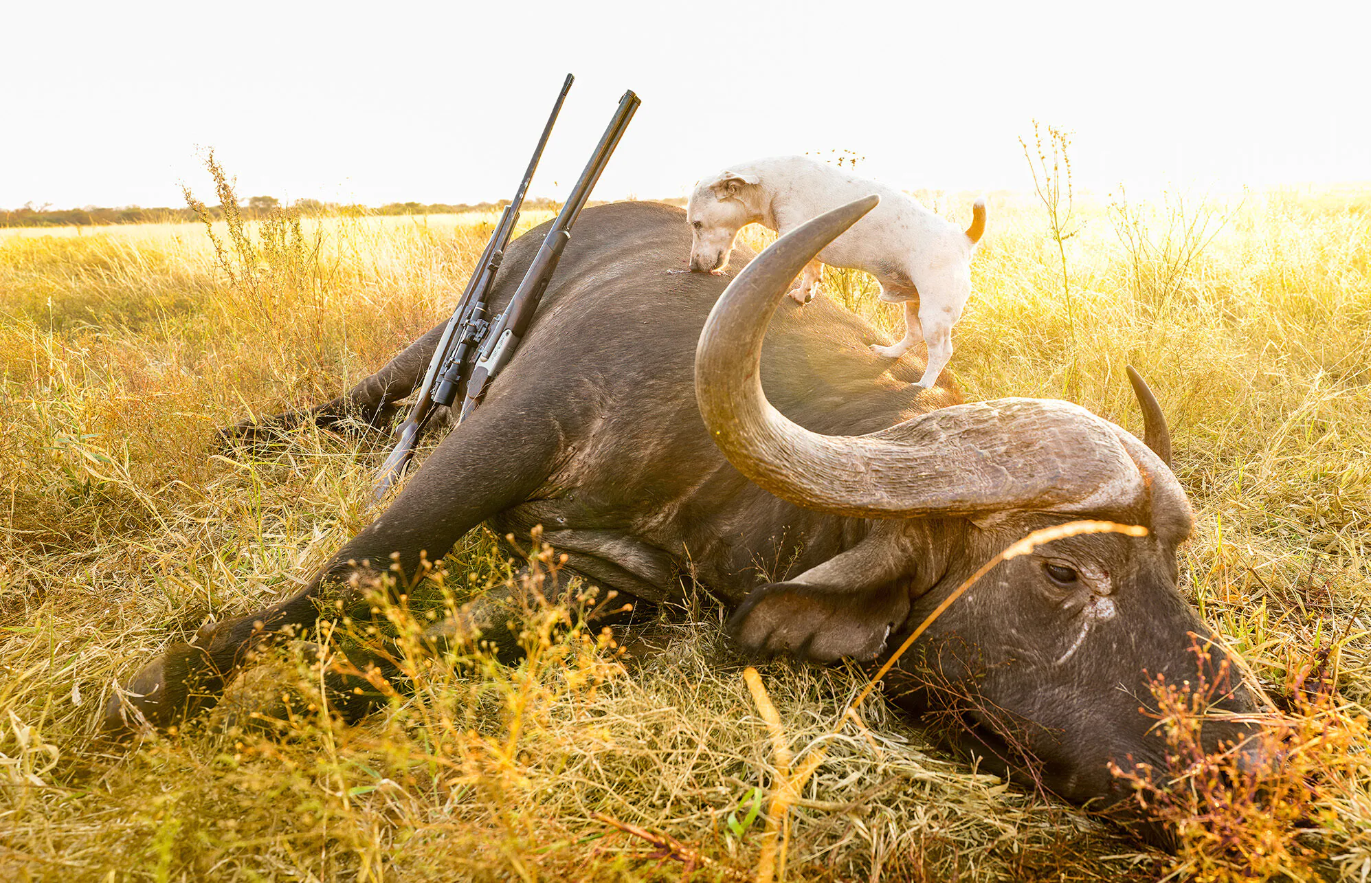 un chien lèche le sang d'un buffle du Cap mort, deux fusils reposent à côté