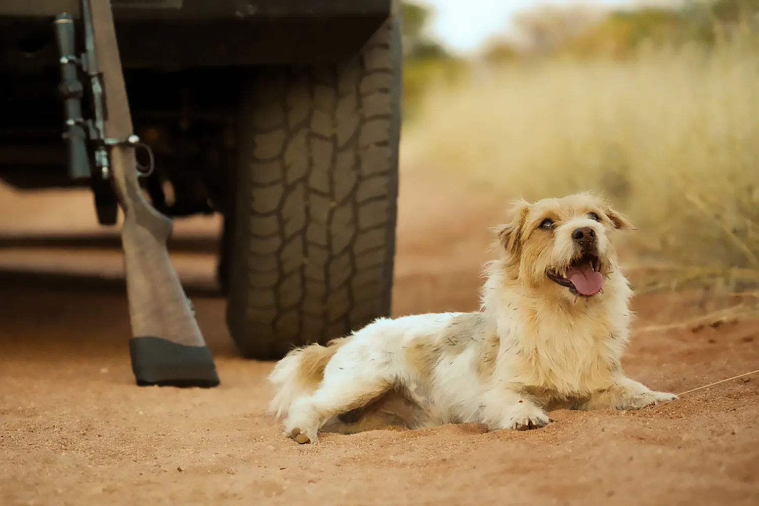 Jack Russell Terrier aux cheveux longs repose derrière un camion avec un pistolet calé derrière lui