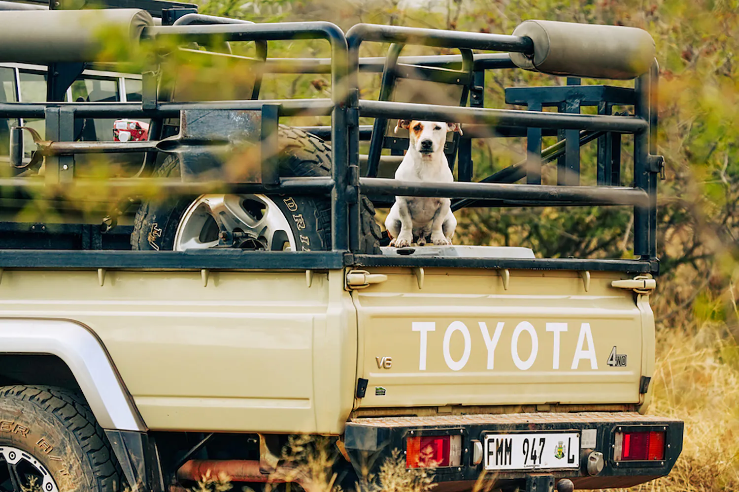 Jack Russell Terrier scrute le lit d'une camionnette