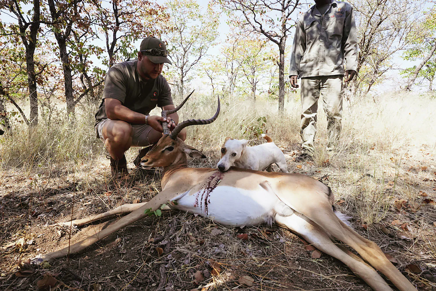 Le Jack Russell Terrier à poil lisse lèche le sang d'un impala mort pendant que le chasseur tient la corne et qu'un autre regarde