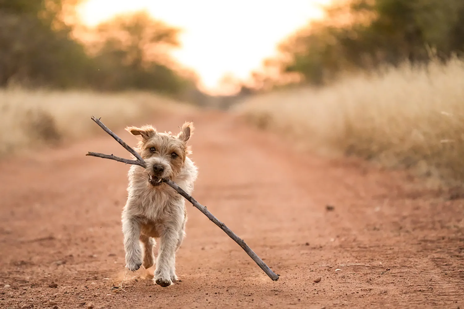 Jack Russell Terrier, les oreilles tombantes avec l'activité, porte un gros bâton sur un chemin de terre