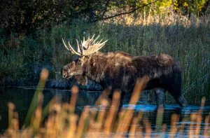 Un homme de l'Idaho obtient une interdiction de chasse à vie pour avoir attaché un orignal mâle au cordage