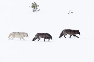 Podcast : Brian Nesvik, directeur de l'USFWS, sur l'avenir des refuges et de la conservation de la faune