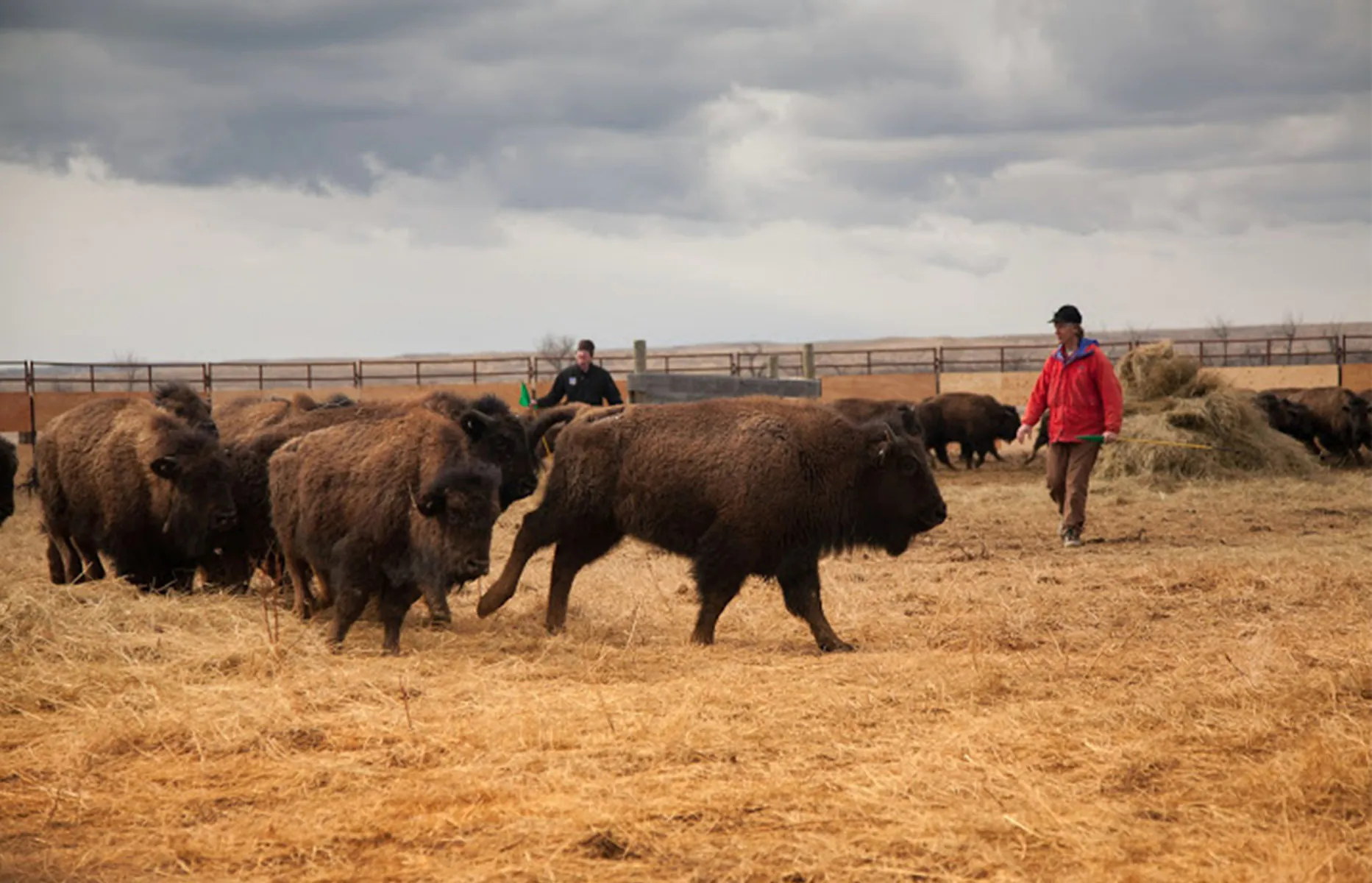 Les travailleurs agricoles déplacent les bisons dans un enclos.