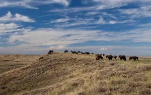 BLM déclare que le bison d'Amérique des prairies ne peut plus brouter sur les terres publiques