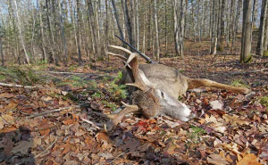 Un tireur d'élite du Wisconsin est condamné à une amende de 10 000 $ après des violations liées à l'abattage de cerfs
