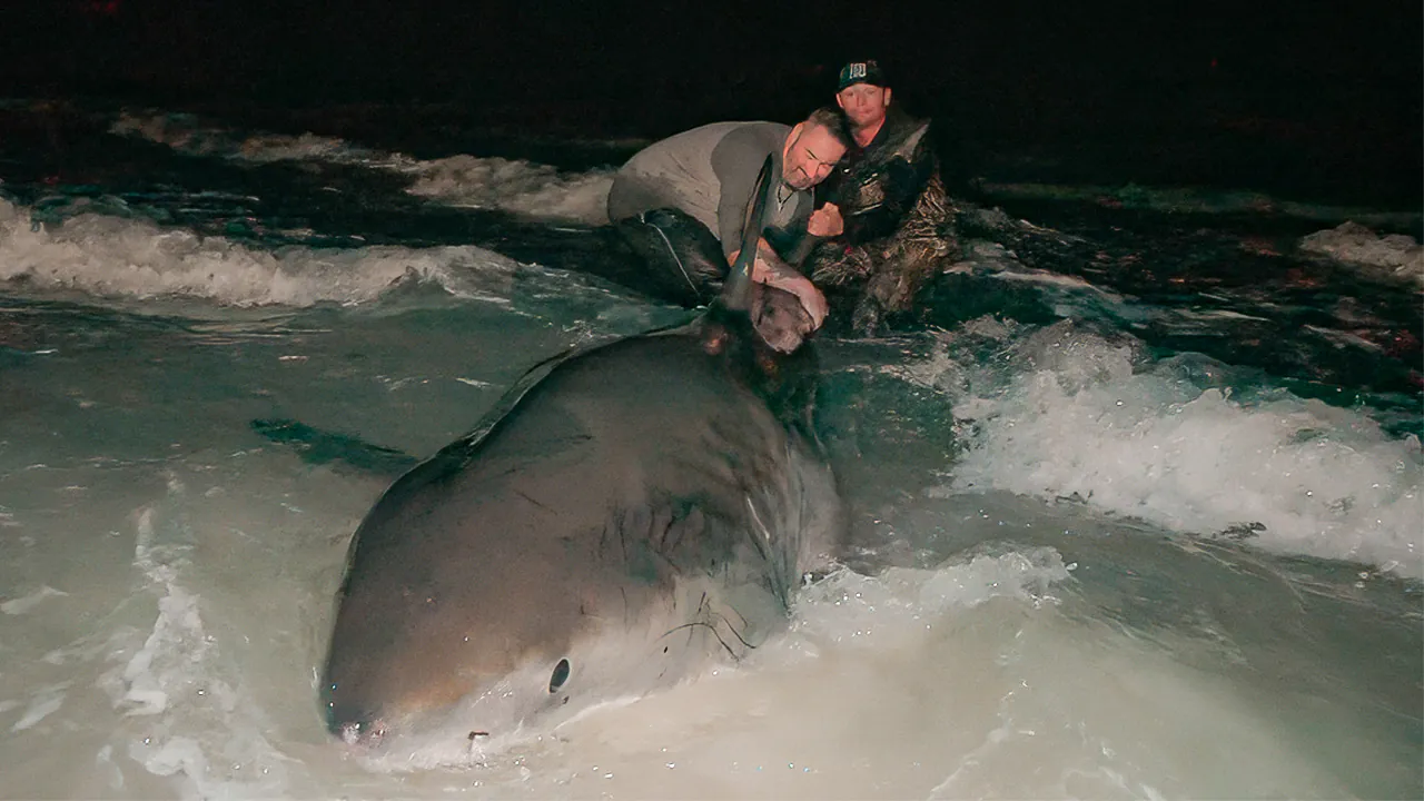 Deux hommes tiennent la queue d'un grand requin blanc
