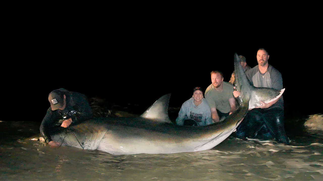 préparer la libération d'un grand requin blanc