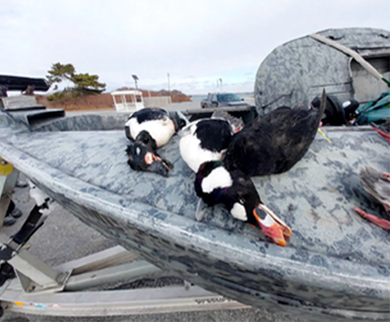 Canards de mer capturés au Rhode Island.