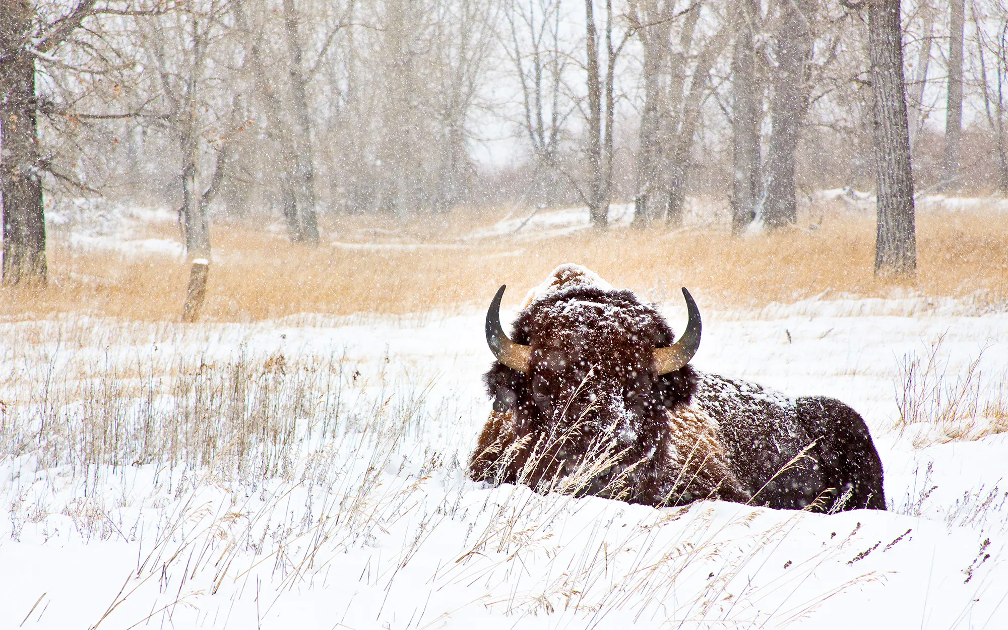 Un bison se couche dans la neige.